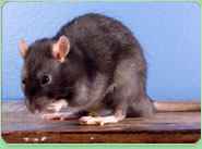 rat control Worksop