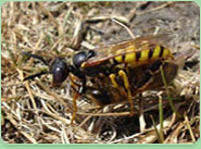 wasp control Worksop