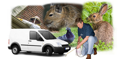 Worksop local van